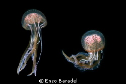 Two jelly fish in Tenerife by Enzo Baradel 